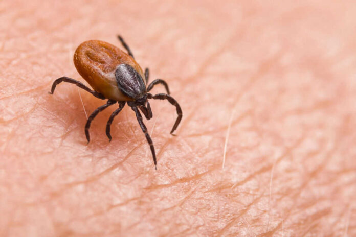 Brown tick crawling on human skin surface