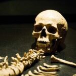 A human skull and skeletal remains displayed in a museum