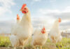 Four white chickens outdoors in bright daylight