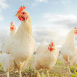 Seafood Chain CHASES Chicken Trend Four white chickens outdoors in bright daylight