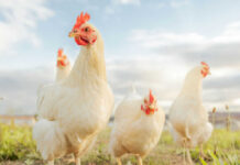 Four white chickens outdoors in bright daylight