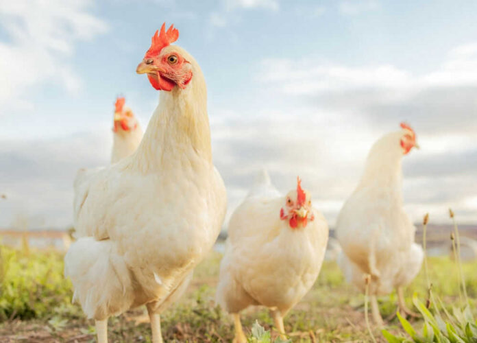 shutterstock_2227982737.jpg Four white chickens outdoors in bright daylight