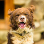 Dog Pack KILLS Mom Shielding 5-Year-Old A brown dog barking outdoors