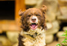A brown dog barking outdoors