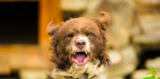 A brown dog barking outdoors