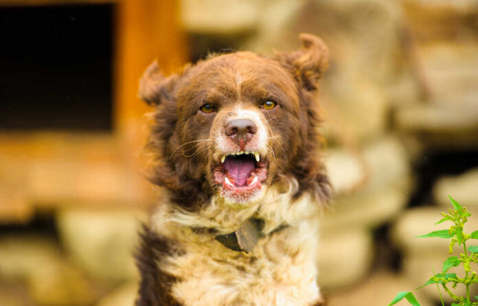 A brown dog barking outdoors