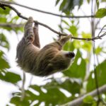 Sloths DIE in Tourist Warehouse Horror A sloth hanging upside down from a tree branch surrounded by green leaves