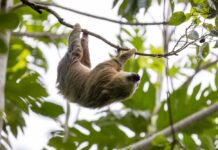 A sloth hanging upside down from a tree branch surrounded by green leaves