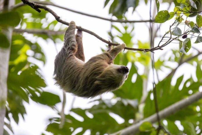 A sloth hanging upside down from a tree branch surrounded by green leaves