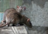 Two rats perched on a wooden surface