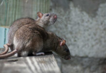 Two rats perched on a wooden surface