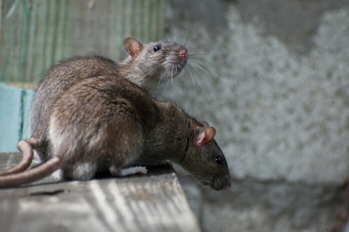 Two rats perched on a wooden surface