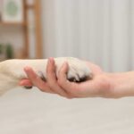 VIDEO: Flesh-Eating Worms Force FDA Emergency Action A human hand holding a dog's paw