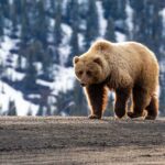 VIDEO: Bear Mauls Teens — Popular Hike SHUT DOWN A grizzly bear walking on a dirt path with a snowy mountain backdrop