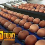Nearly 20 Million Eggs Recalled Due to Salmonella Risk