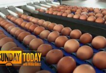 Nearly 20 Million Eggs Recalled Due to Salmonella Risk