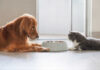 Tainted Dog Food Spreads Across 11 States Dog and cat lying by a food bowl