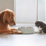Dog and cat lying by a food bowl