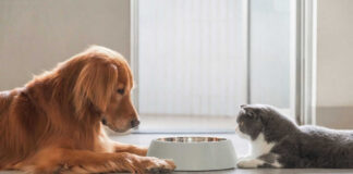 Dog and cat lying by a food bowl