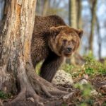 Charging Bear Stopped Cold A grizzly bear peeking from behind a tree in a forest