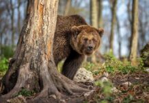 Charging Bear Stopped Cold A grizzly bear peeking from behind a tree in a forest