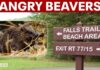 Rabid Beaver Attack Hits Popular Lake Maryland lake closes after second rabid beaver attack in two weeks