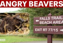 Rabid Beaver Attack Hits Popular Lake Maryland lake closes after second rabid beaver attack in two weeks
