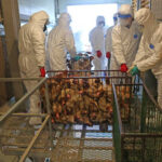 Workers in protective suits handling chickens in a processing facility