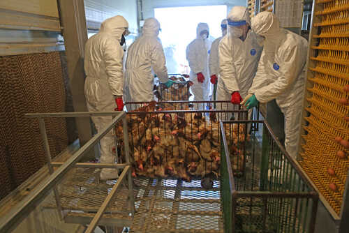 Workers in protective suits handling chickens in a processing facility